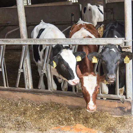 Logeerderij Het Landleven Met Jacuzzi En Finse Sauna Achterhoek * Vragender