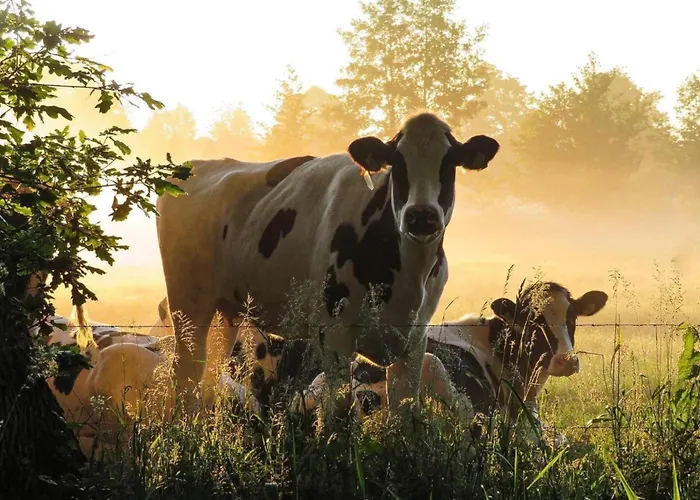 Vakantiehuis Logeerderij Het Landleven Met Jacuzzi En Sauna Achterhoek Vragender