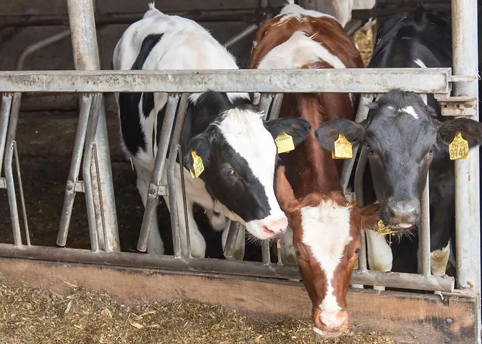 Logeerderij Het Landleven Met Jacuzzi En Finse Sauna Achterhoek * Vragender