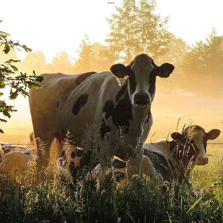 Semesterbostad Logeerderij Het Landleven Met Jacuzzi En Sauna Achterhoek Vragender