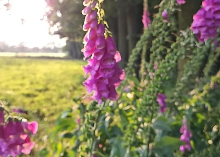 Logeerderij Het Landleven Met Jacuzzi En Finse Sauna Achterhoek